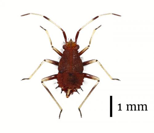 Réf. 184 750 : Deraeocoris ruber